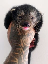 Close-up portrait of a cat