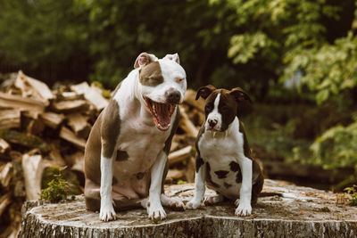 Pitbulls big and small. looking up in admiration in front of woodpile. sping time.