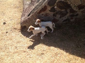 High angle view of dogs playing on sand