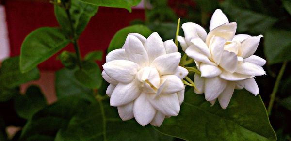 Close-up of white flowers blooming outdoors