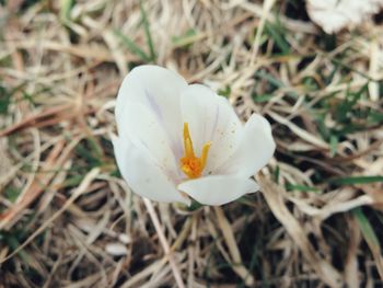 Close-up of white flowers blooming outdoors