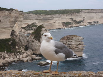 Seagull perching on rock by sea