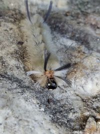 Close-up of insect