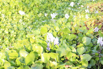 Full frame shot of flowering plants