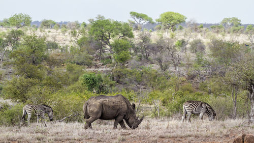 Rhinoceros and zebras standing on land