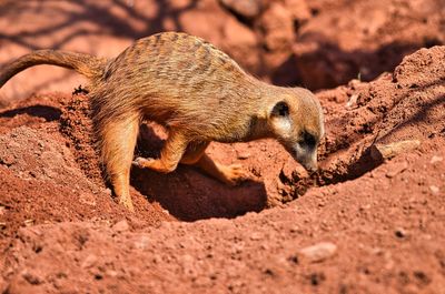 Meerkat digs a deep hole in the sand