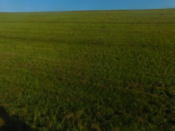 Scenic view of field against clear sky