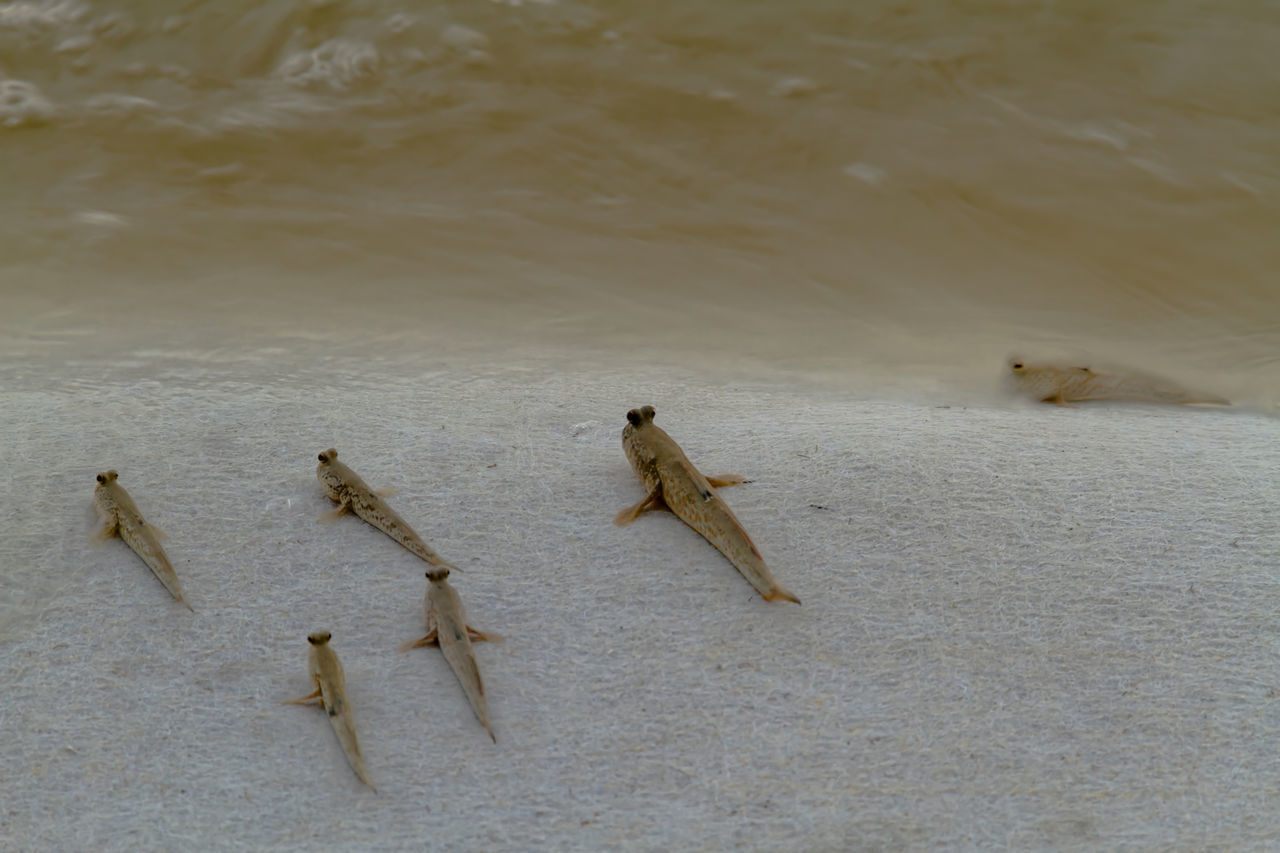 HIGH ANGLE VIEW OF CRAB ON SAND