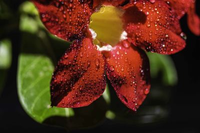 Close-up of wet red leaves on plant