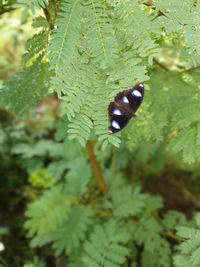 Close-up of butterfly on leaf