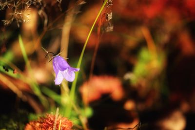 Close-up of purple flowering plant