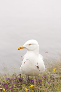 Birds on white background