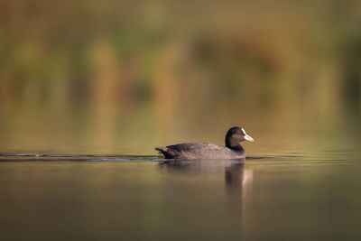 Eurasian coot fulica atra swimming common coot on lake