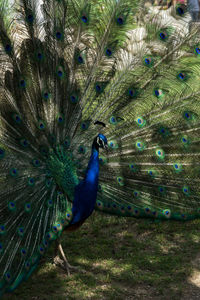 View of peacock