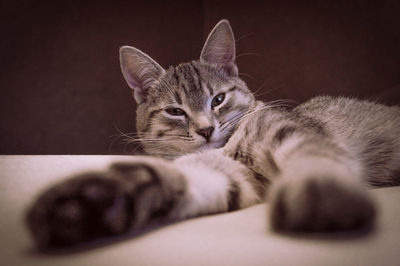 Close-up portrait of a cat