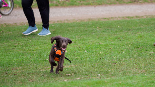 Low section of person with dog running on grass