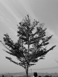 Low angle view of tree against sky