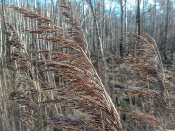 Close-up of plants growing on field