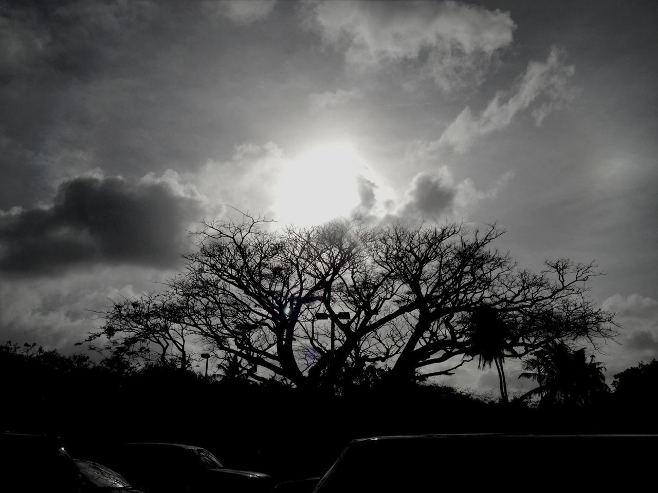 silhouette, tree, sky, bare tree, sunset, tranquility, cloud - sky, sun, branch, tranquil scene, beauty in nature, nature, scenics, sunlight, low angle view, cloud, sunbeam, no people, outdoors, growth