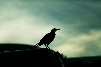 Close-up of silhouette bird perching on pole against sky