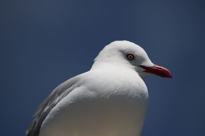 Close-up of seagull against clear blue sky