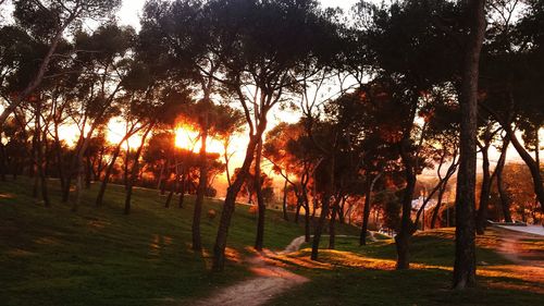 Silhouette of trees at sunset