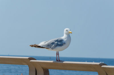 Seagull perching on railing against clear sky