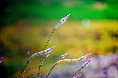 Close-up of purple flowering plant