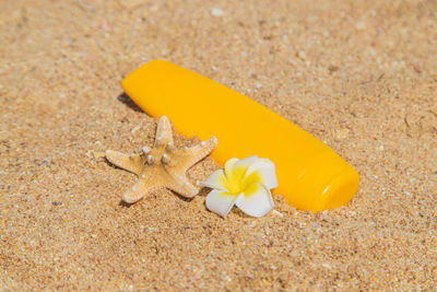 High angle view of yellow flower on sand