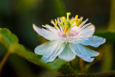 Close-up of white flowering plant