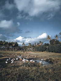 View of birds on field against sky