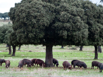 Horses grazing in a field