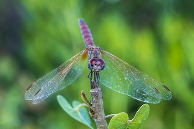 Close-up of dragonfly on leaf