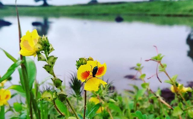 flower, yellow, petal, fragility, freshness, growth, plant, flower head, beauty in nature, focus on foreground, water, nature, stem, blooming, close-up, lake, in bloom, day, pond, outdoors