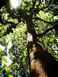 Low angle view of tree