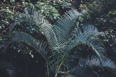 Close-up of green leaves on tree in forest