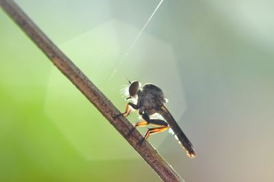 Close-up of insect on leaf