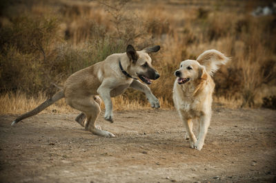 Dogs running on a field