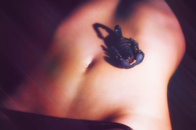 Close-up of scorpion on abdomen