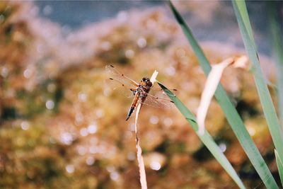 Close-up of insect on grass