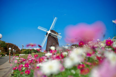 Low angle view of flowering plants against blue sky