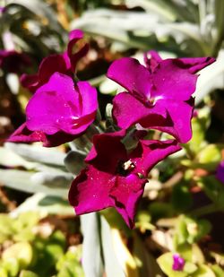 Close-up of purple flowers blooming outdoors