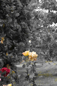 Close-up of yellow flowers blooming in park