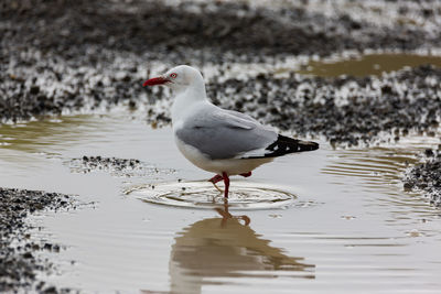 Close-up of seagull in a puddle