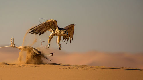 Low angle view of eagle flying against clear sky
