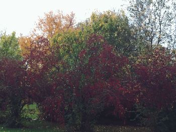 Plants growing on tree