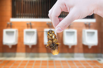 Close-up of hand holding insect against blurred background