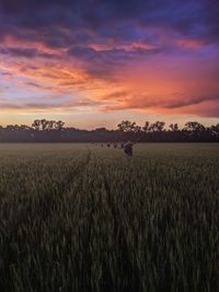 Scenic view of agricultural field against sky during sunset