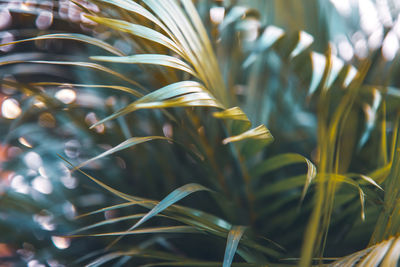 Close-up of yellow plant