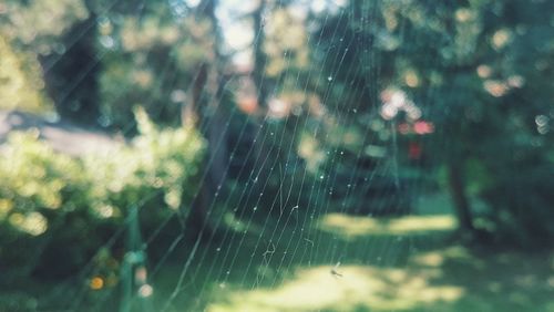 Close-up of spider web
